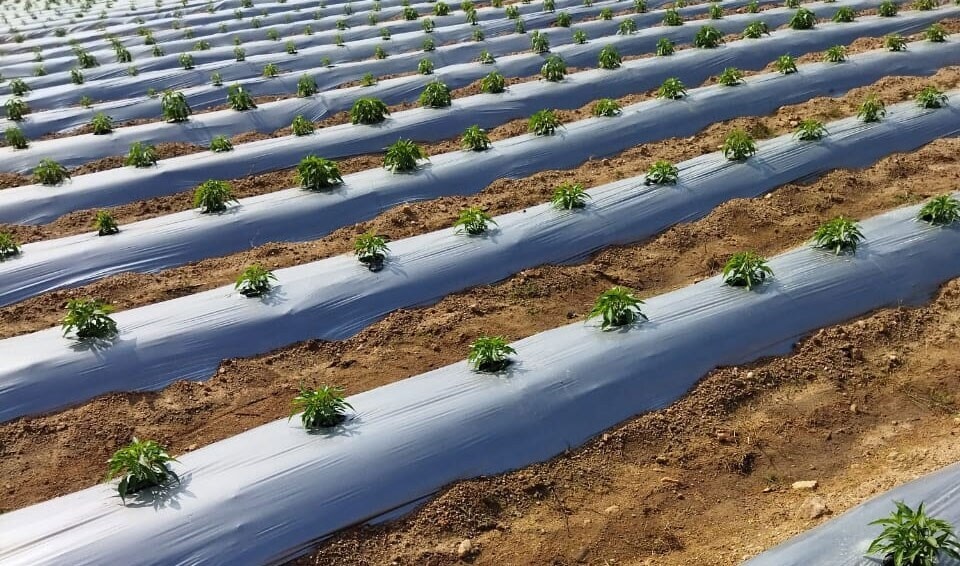 Agricultural mulching film laid over crop rows